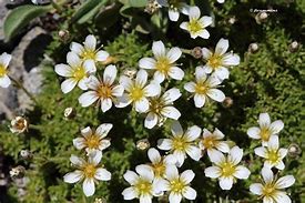 Image result for Saxifraga Teide