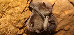 Image result for Wisconsin Brown Bat
