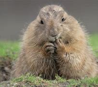 Image result for Cute Groundhog