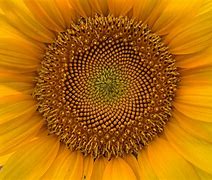 Image result for Sunflower Golden Ratio