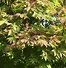 Image result for Acer japonicum Vitifolium