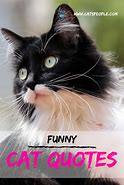 Image result for Funny Cat Slogans