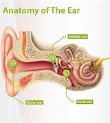 Image result for How the Human Ear Works