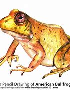 Image result for Bull Frog Drawing