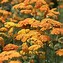 Image result for Achillea millefolium Terracotta