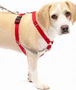 Image result for Clip for Dog Leash