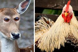 Image result for Front-Facing Eyes Animals