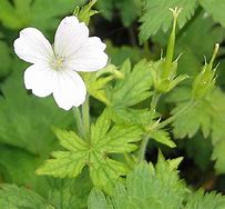 Image result for Geranium oxonianum Trevor’s White