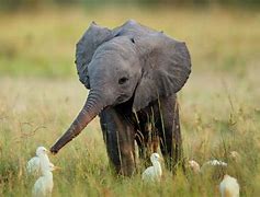 Image result for Smiling Baby Elephant
