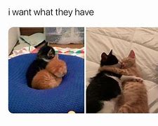Image result for Awesome Cat Meme