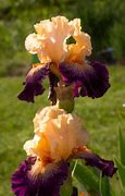 Image result for All Black and Orange Iris