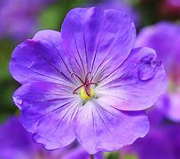 Image result for Blue and Purple Flowers