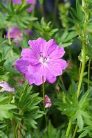 Image result for GERANIUM sanguineum ‘Max Frei’