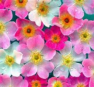 Image result for Pretty Flower Desktop Wallpaper