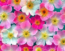 Image result for Flowery Wallpaper