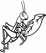 Image result for Big Cricket Bug