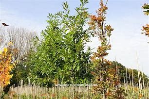 Image result for Quercus texana New Madrid