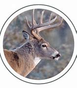 Image result for Whitetail Deer Jaw