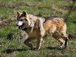 Image result for Friendly Wolf