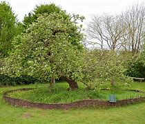 Image result for Nowton Apple