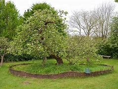 Image result for Fall Apple Tree