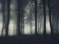 Image result for Creepy Forest Photography