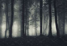 Image result for Creepy Forest Aesthetic