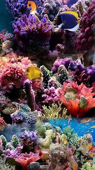 Image result for Coral iPhone Wallpaper