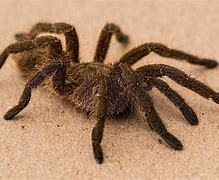 Image result for Hercules Baboon Spider
