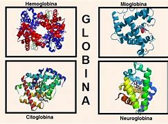 Image result for globina lisis