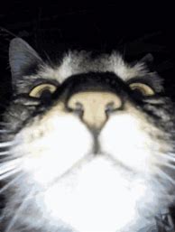 Image result for Cat Close Up Camera