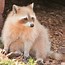 Image result for Red Raccoon