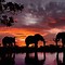 Image result for Elephant Gallery