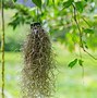 Image result for Spanish Moss Plant Whith Fern and Stand