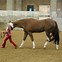 Image result for Paint Horse Show