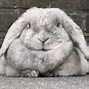 Image result for Giant Rabbit Dewlap