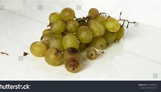 Image result for Spoiled Grapes