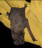 Image result for Bat Hunting Prey