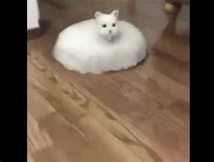 Image result for Glowing Floating Cat Meme