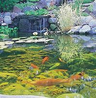 Image result for Aesthetic Pond