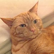 Image result for Ginger Cat Meme