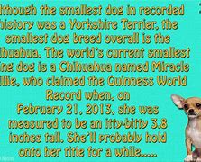 Image result for Guinness World Record Dog