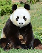 Image result for Pic of Panda Bear Sitting