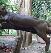 Image result for World's Coolest Animals