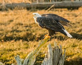 Image result for Bald Eagle Perched