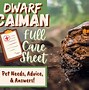 Image result for Dwarf Caiman Pet
