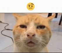 Image result for Cat Eyebrow Meme Animated GIF