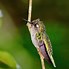 Image result for Stephanoxis Trochilidae