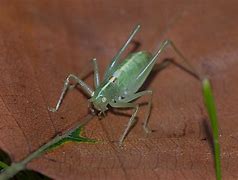 Image result for Leaping Green Cricket
