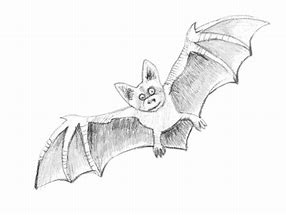 Image result for How to Draw a Bat Animal